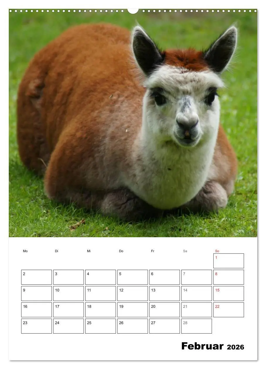 Bild: 9783516429534 | Alpaka und Lama Terminplaner (hochwertiger Premium Wandkalender...