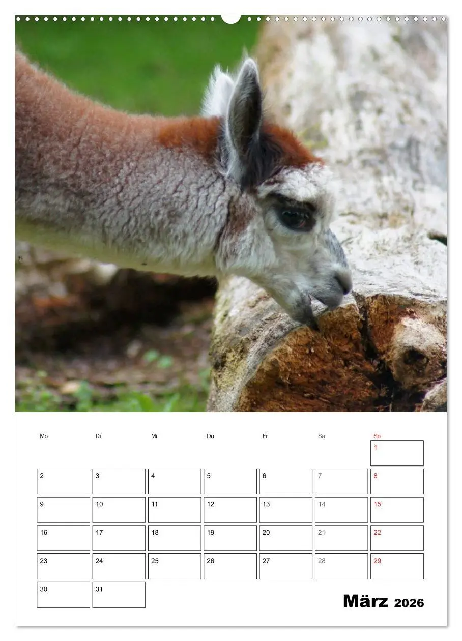 Bild: 9783516429534 | Alpaka und Lama Terminplaner (hochwertiger Premium Wandkalender...