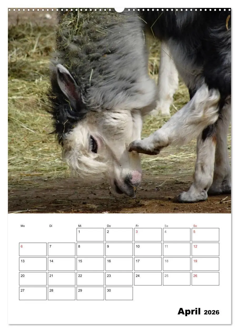 Bild: 9783516429534 | Alpaka und Lama Terminplaner (hochwertiger Premium Wandkalender...