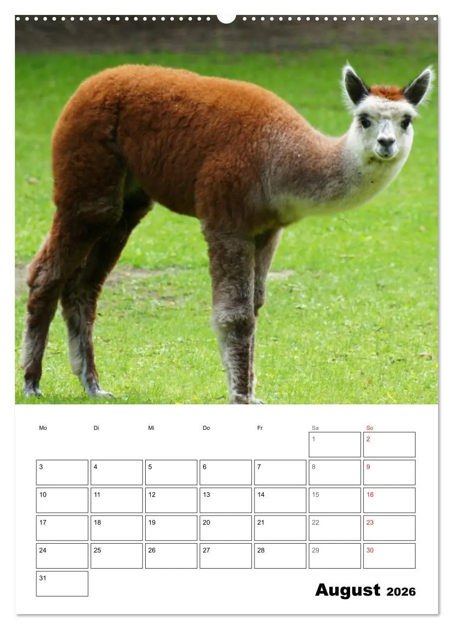Bild: 9783516429534 | Alpaka und Lama Terminplaner (hochwertiger Premium Wandkalender...