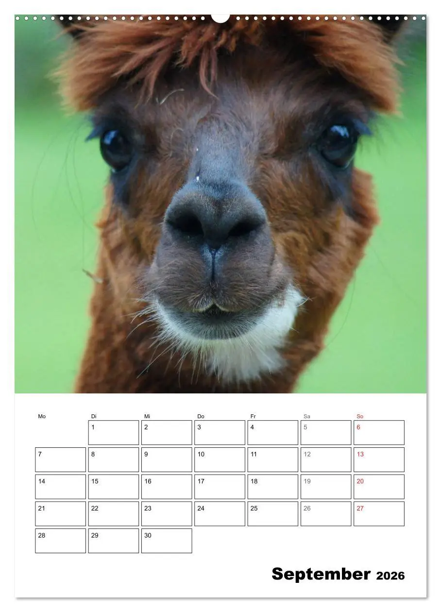 Bild: 9783516429534 | Alpaka und Lama Terminplaner (hochwertiger Premium Wandkalender...