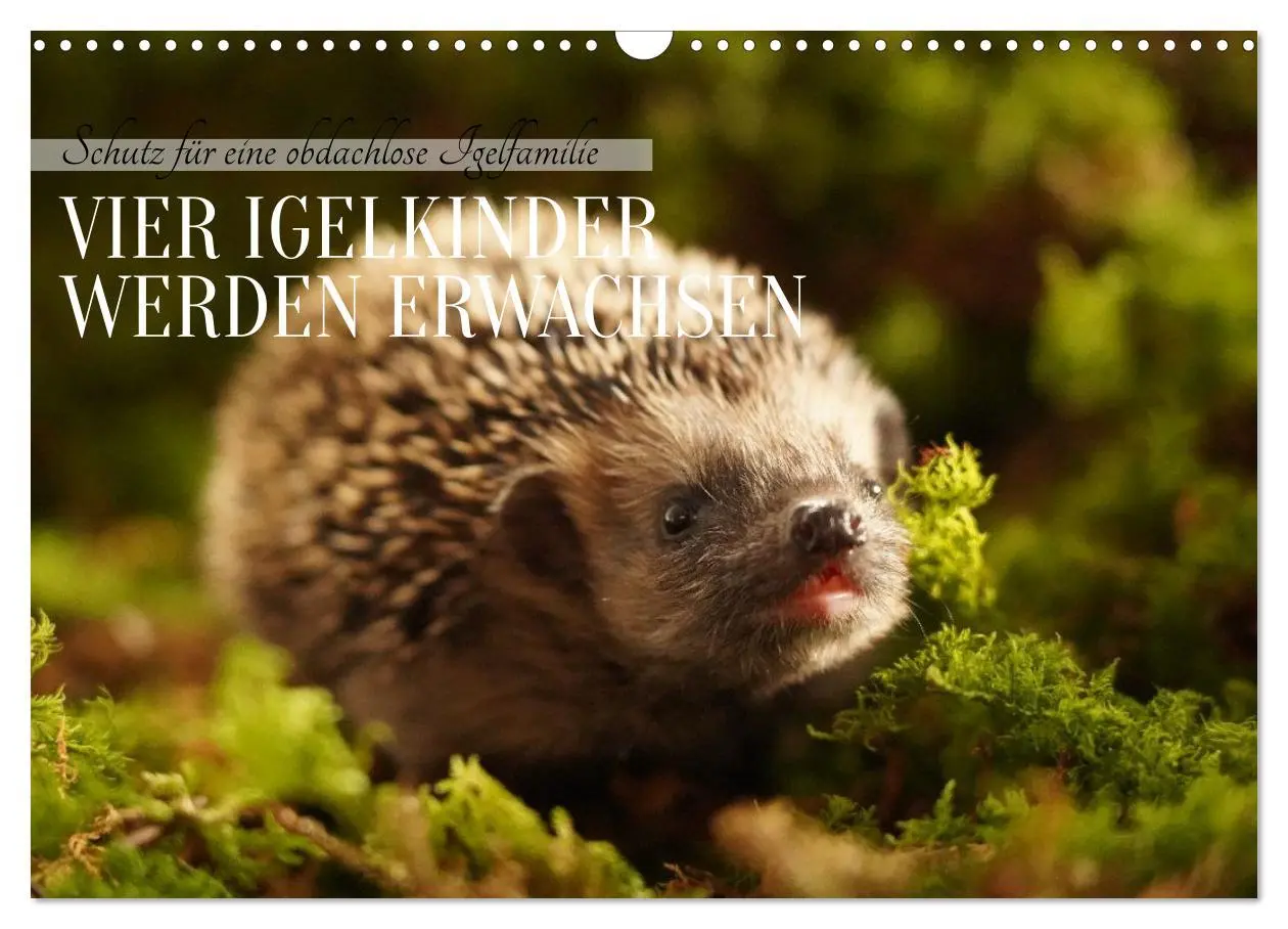 Cover: 9783516599534 | Schutz für eine obdachlose Igelfamilie - Vier Igelkinder werden...