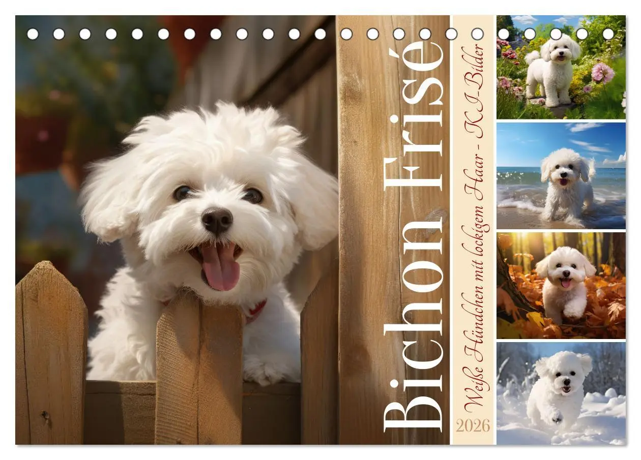 Cover: 9783457479834 | Bichon frisé, weiße Hündchen mit lockigem Haar (Tischkalender 2026...