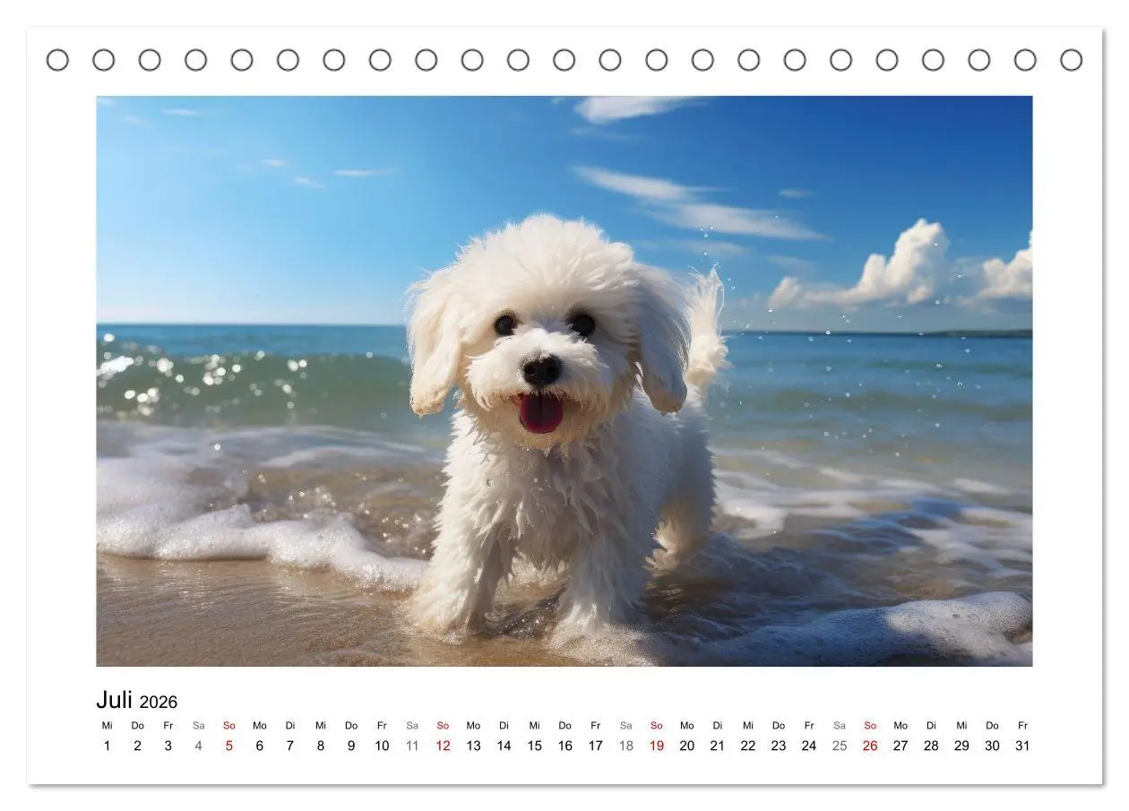 Bild: 9783457479834 | Bichon frisé, weiße Hündchen mit lockigem Haar (Tischkalender 2026...
