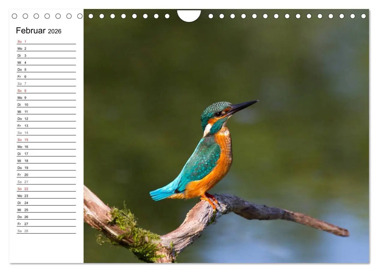 Bild: 9783516189834 | Eisvögel (Wandkalender 2026 DIN A4 quer), CALVENDO Monatskalender