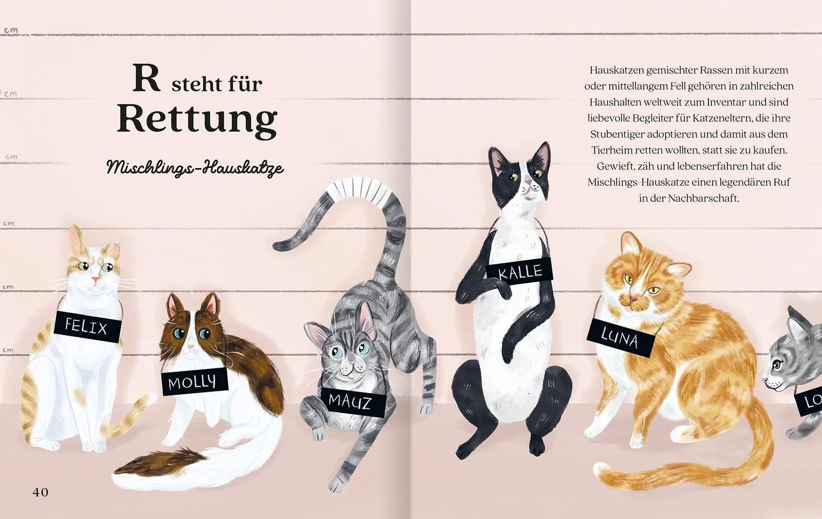 Bild: 9783845869834 | Katzenalphabet | Buch | 64 S. | Deutsch | 2026 | arsEdition GmbH