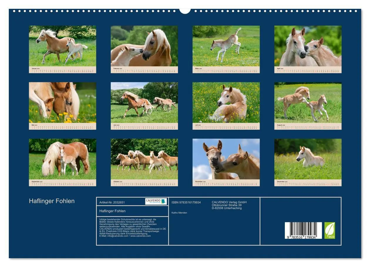 Bild: 9783516179934 | Haflinger Fohlen (hochwertiger Premium Wandkalender 2026 DIN A2...