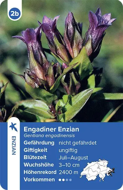 Bild: 9783258800035 | Flora Helvetica - das Quartett-Spiel | mit 32 Pflanzen aus der Schweiz