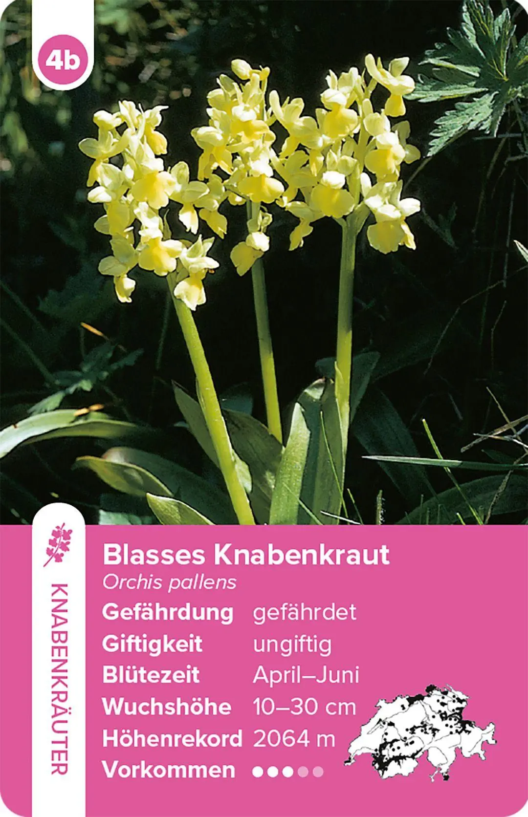 Bild: 9783258800035 | Flora Helvetica - das Quartett-Spiel | mit 32 Pflanzen aus der Schweiz