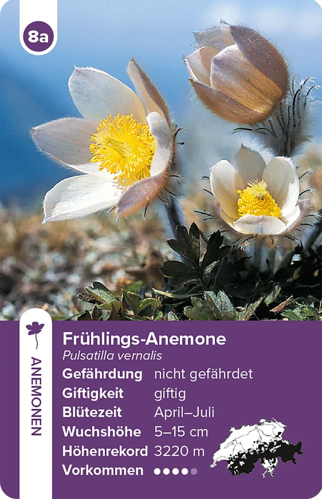 Bild: 9783258800035 | Flora Helvetica - das Quartett-Spiel | mit 32 Pflanzen aus der Schweiz