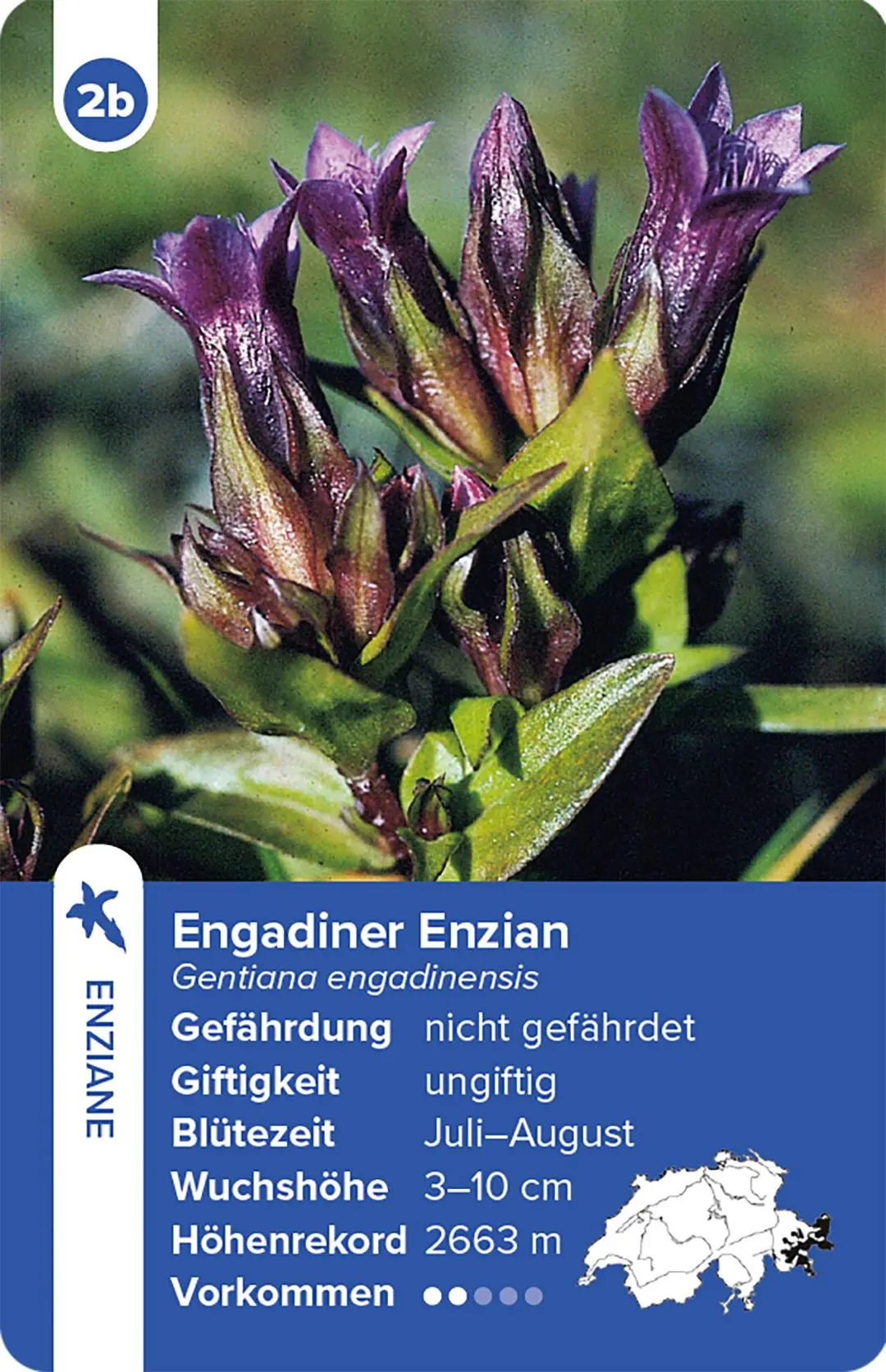 Bild: 9783258800035 | Flora Helvetica - das Quartett-Spiel | mit 32 Pflanzen aus der Schweiz