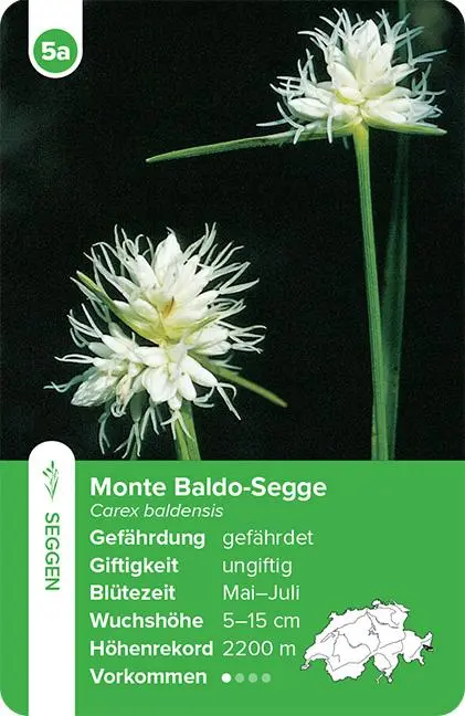 Bild: 9783258800035 | Flora Helvetica - das Quartett-Spiel | mit 32 Pflanzen aus der Schweiz