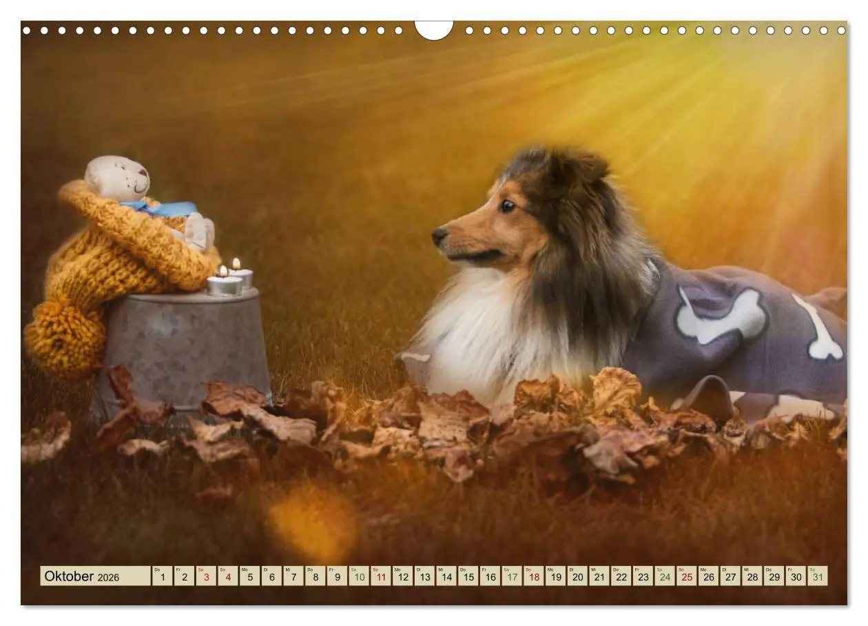 Bild: 9783457890035 | SHELTIES Liebe auf 4 Pfoten (Wandkalender 2026 DIN A3 quer),...