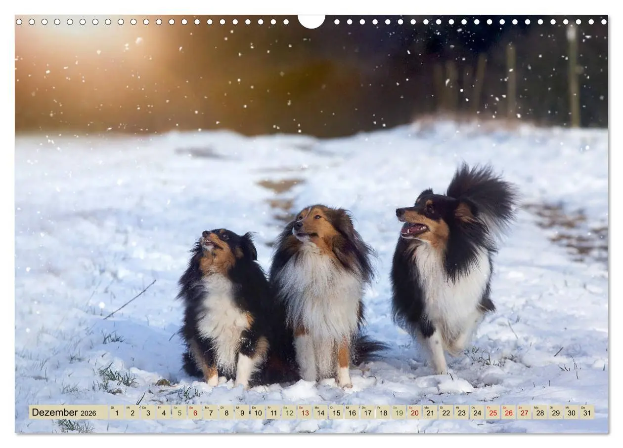 Bild: 9783457890035 | SHELTIES Liebe auf 4 Pfoten (Wandkalender 2026 DIN A3 quer),...
