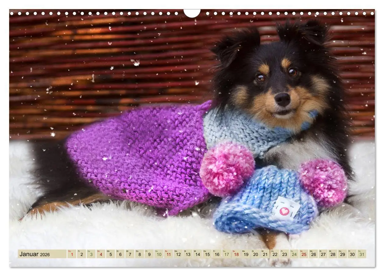 Bild: 9783457890035 | SHELTIES Liebe auf 4 Pfoten (Wandkalender 2026 DIN A3 quer),...