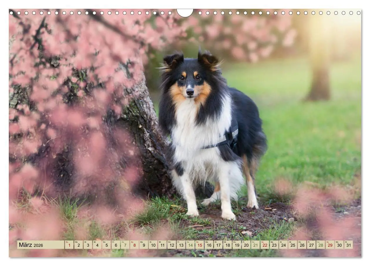 Bild: 9783457890035 | SHELTIES Liebe auf 4 Pfoten (Wandkalender 2026 DIN A3 quer),...