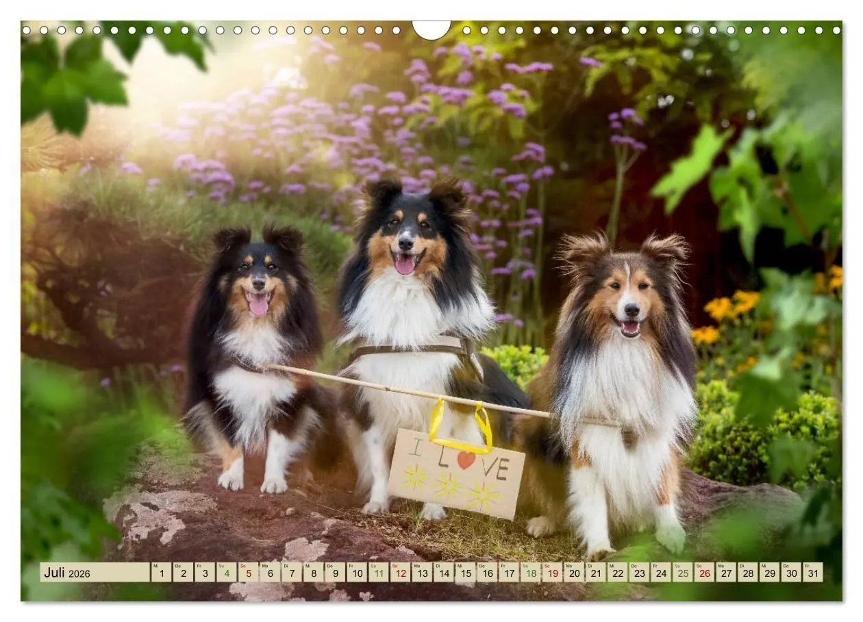 Bild: 9783457890035 | SHELTIES Liebe auf 4 Pfoten (Wandkalender 2026 DIN A3 quer),...