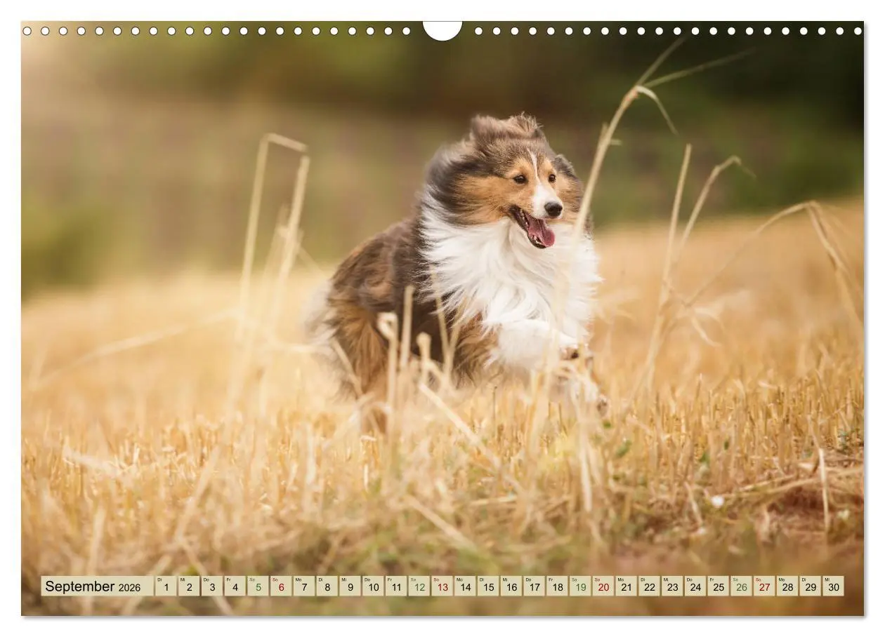Bild: 9783457890035 | SHELTIES Liebe auf 4 Pfoten (Wandkalender 2026 DIN A3 quer),...