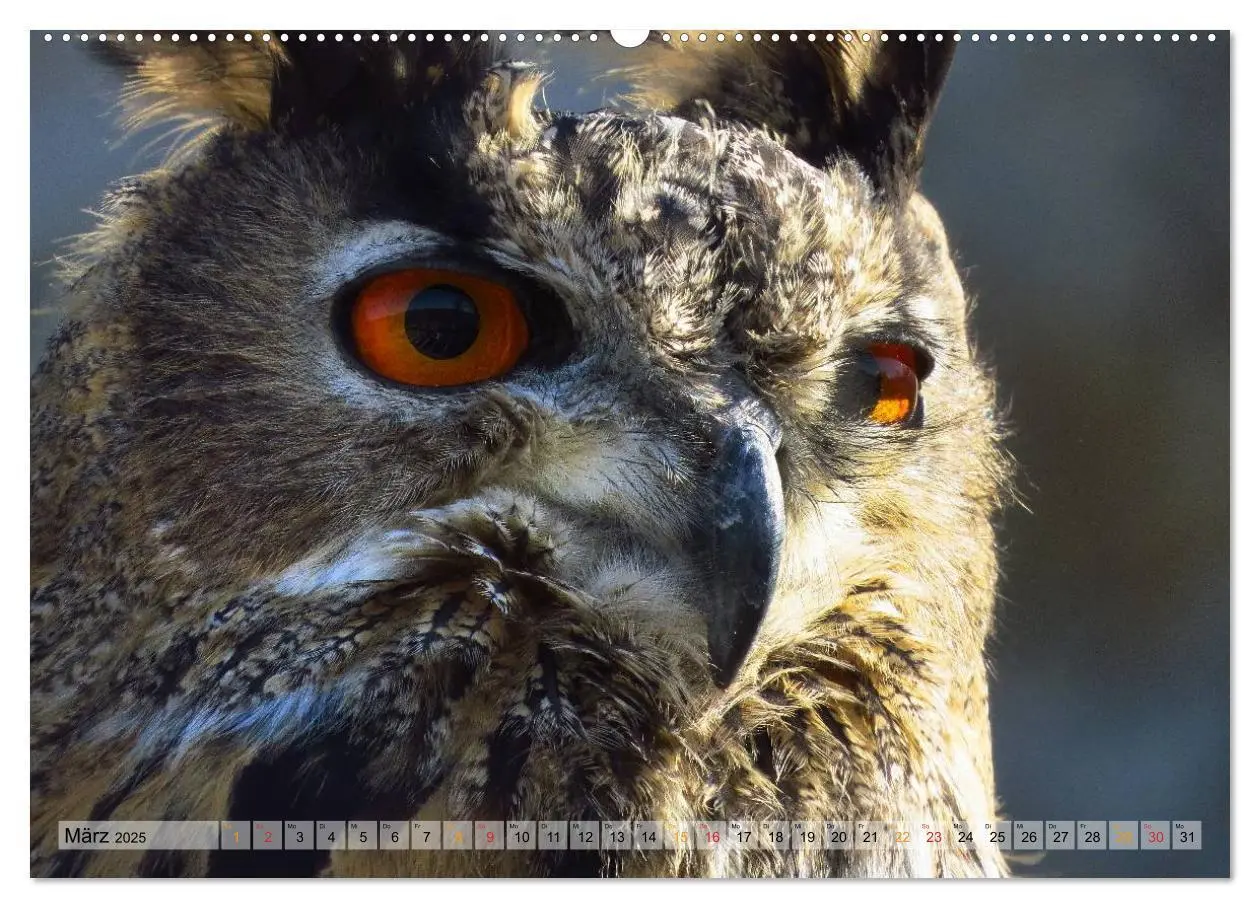 Bild: 9783435550135 | Majestätische Greifvögel (hochwertiger Premium Wandkalender 2025...