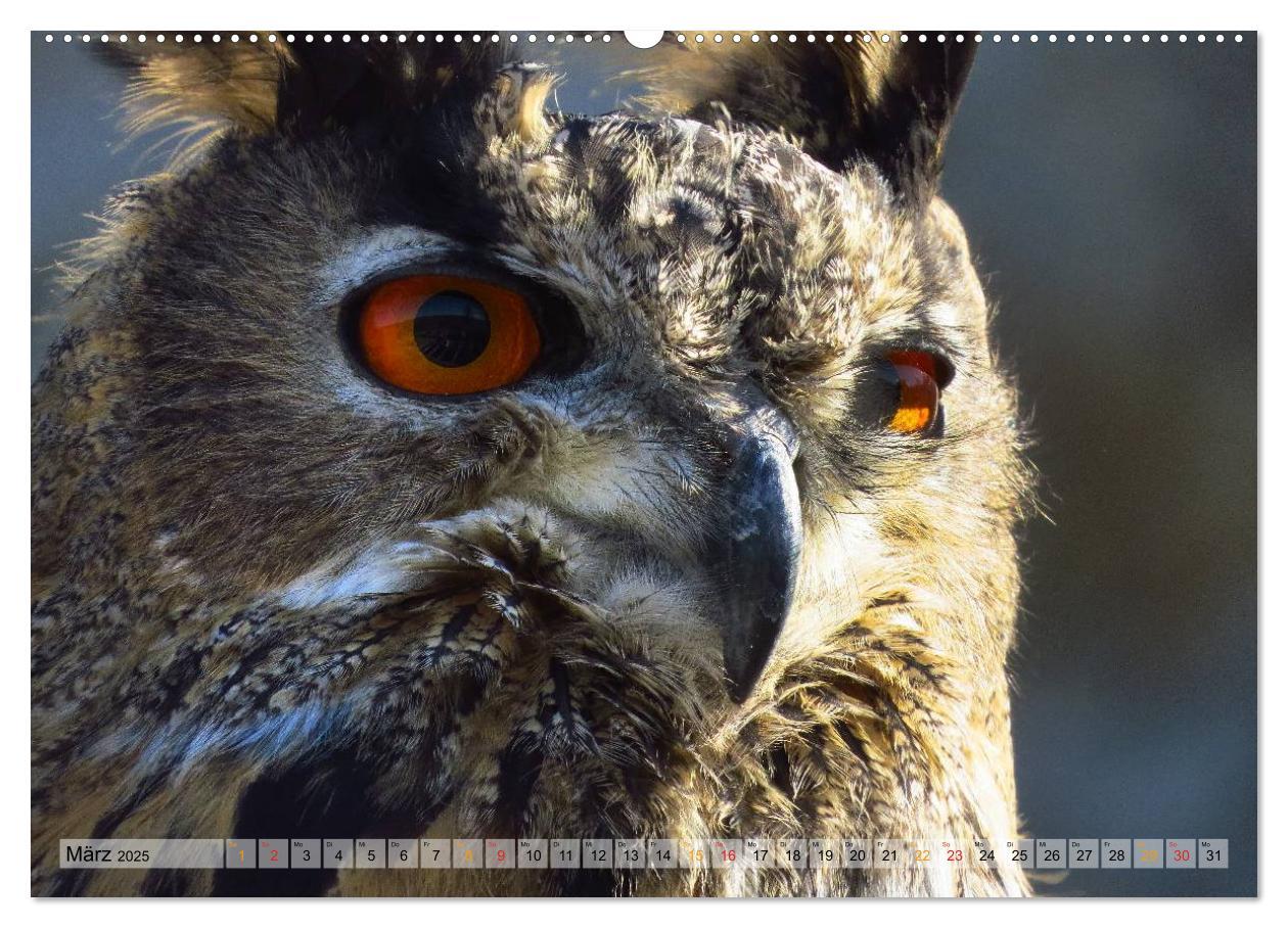 Bild: 9783435550135 | Majestätische Greifvögel (hochwertiger Premium Wandkalender 2025...