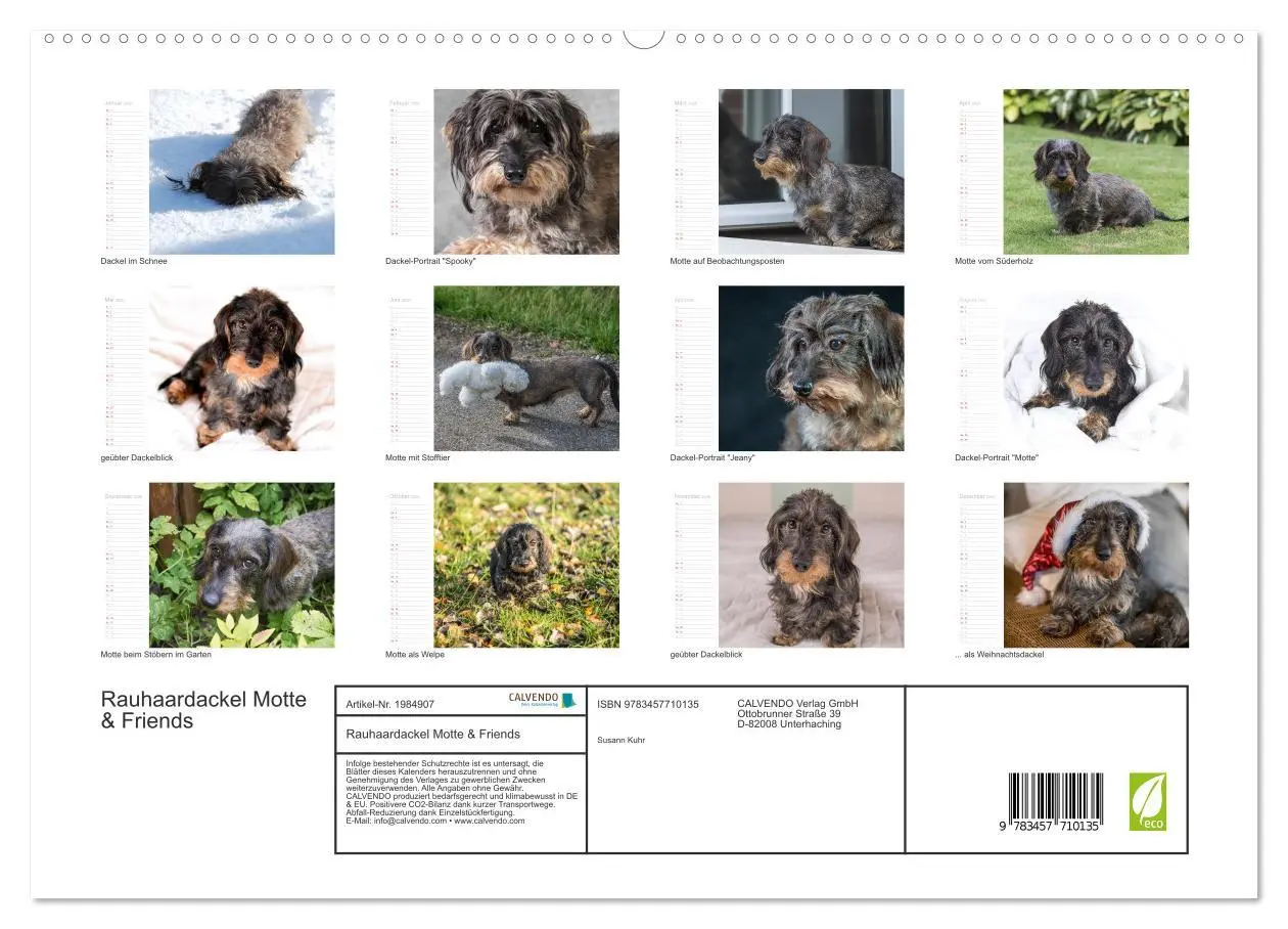 Bild: 9783457710135 | Rauhaardackel Motte &amp; Friends (hochwertiger Premium Wandkalender...