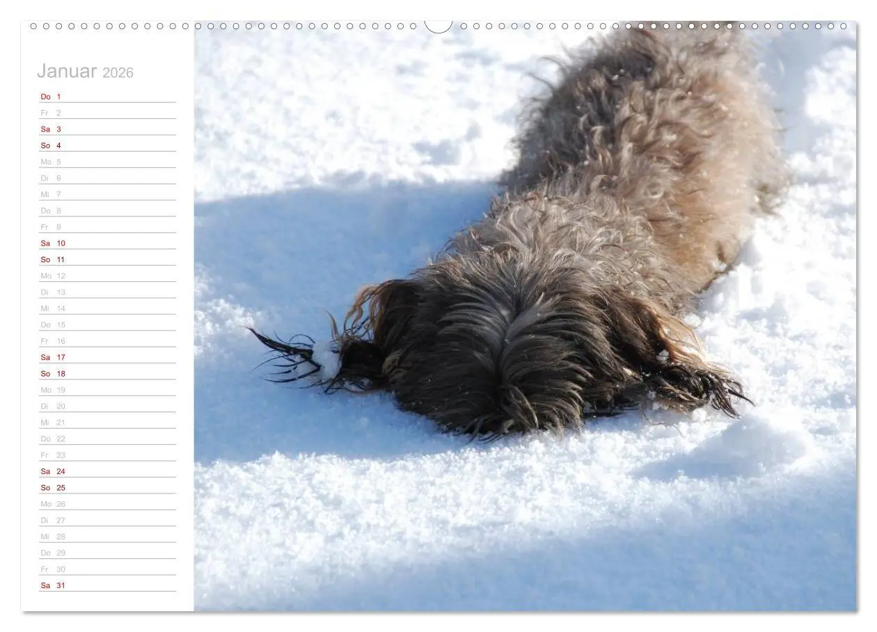 Bild: 9783457710135 | Rauhaardackel Motte &amp; Friends (hochwertiger Premium Wandkalender...
