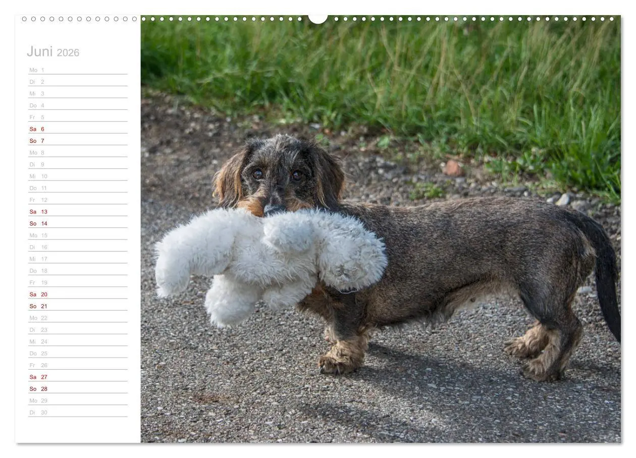Bild: 9783457710135 | Rauhaardackel Motte &amp; Friends (hochwertiger Premium Wandkalender...