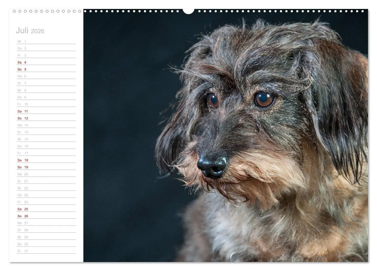 Bild: 9783457710135 | Rauhaardackel Motte &amp; Friends (hochwertiger Premium Wandkalender...