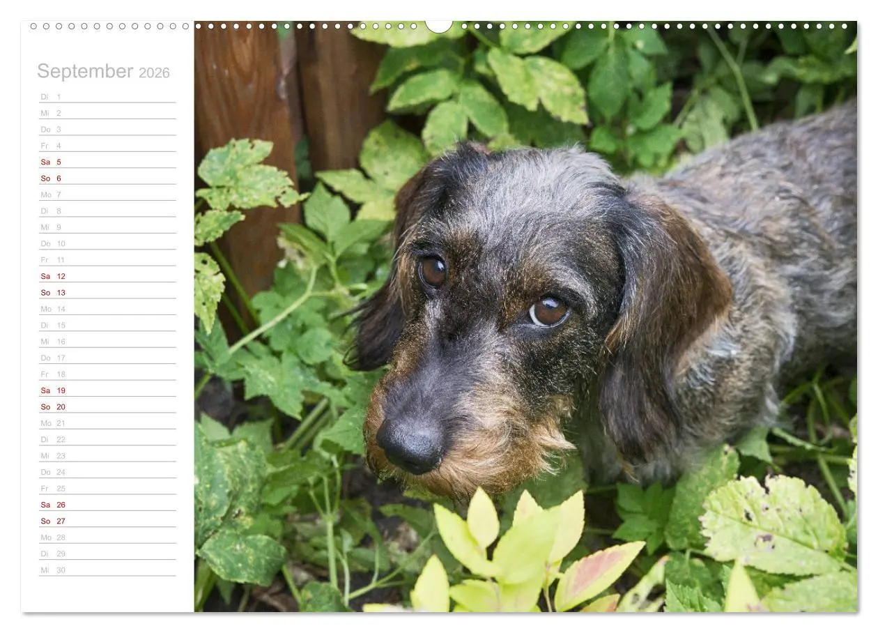 Bild: 9783457710135 | Rauhaardackel Motte &amp; Friends (hochwertiger Premium Wandkalender...