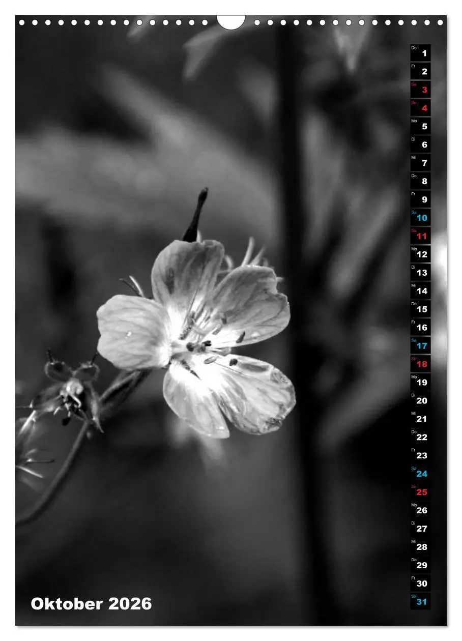 Bild: 9783516420135 | Blumige Graustufen - Schwarz und Weiß (Wandkalender 2026 DIN A3...