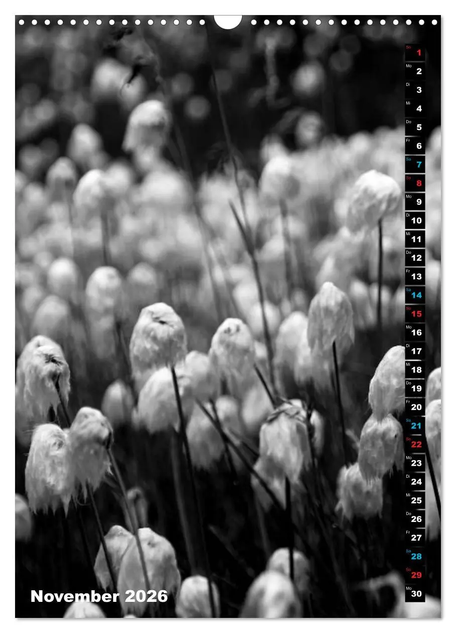 Bild: 9783516420135 | Blumige Graustufen - Schwarz und Weiß (Wandkalender 2026 DIN A3...