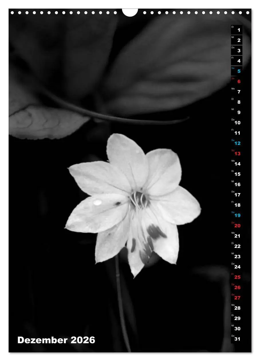 Bild: 9783516420135 | Blumige Graustufen - Schwarz und Weiß (Wandkalender 2026 DIN A3...