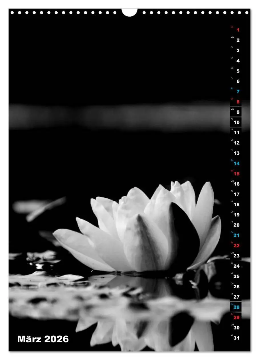 Bild: 9783516420135 | Blumige Graustufen - Schwarz und Weiß (Wandkalender 2026 DIN A3...