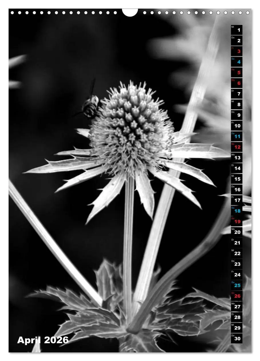 Bild: 9783516420135 | Blumige Graustufen - Schwarz und Weiß (Wandkalender 2026 DIN A3...