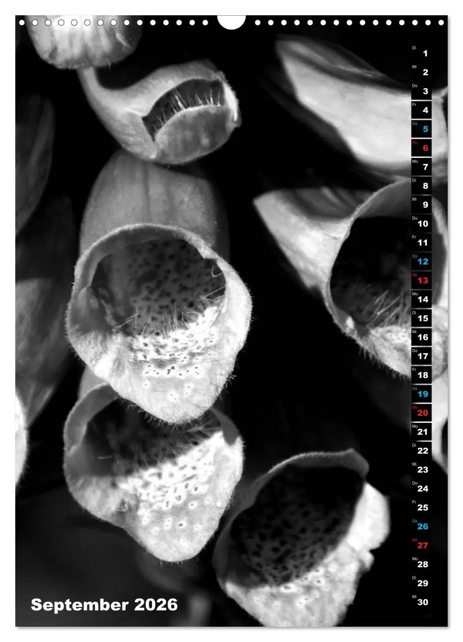 Bild: 9783516420135 | Blumige Graustufen - Schwarz und Weiß (Wandkalender 2026 DIN A3...