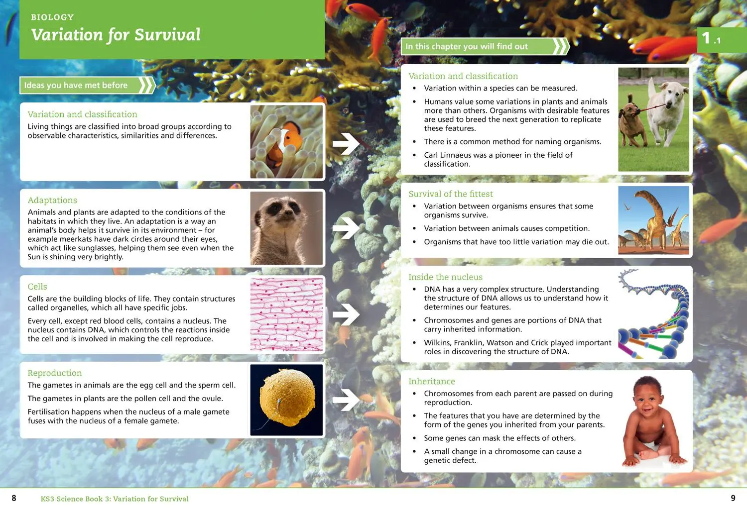 Bild: 9780007540235 | Student Book 3 | Anne Pilling (u. a.) | Taschenbuch | Englisch | 2014