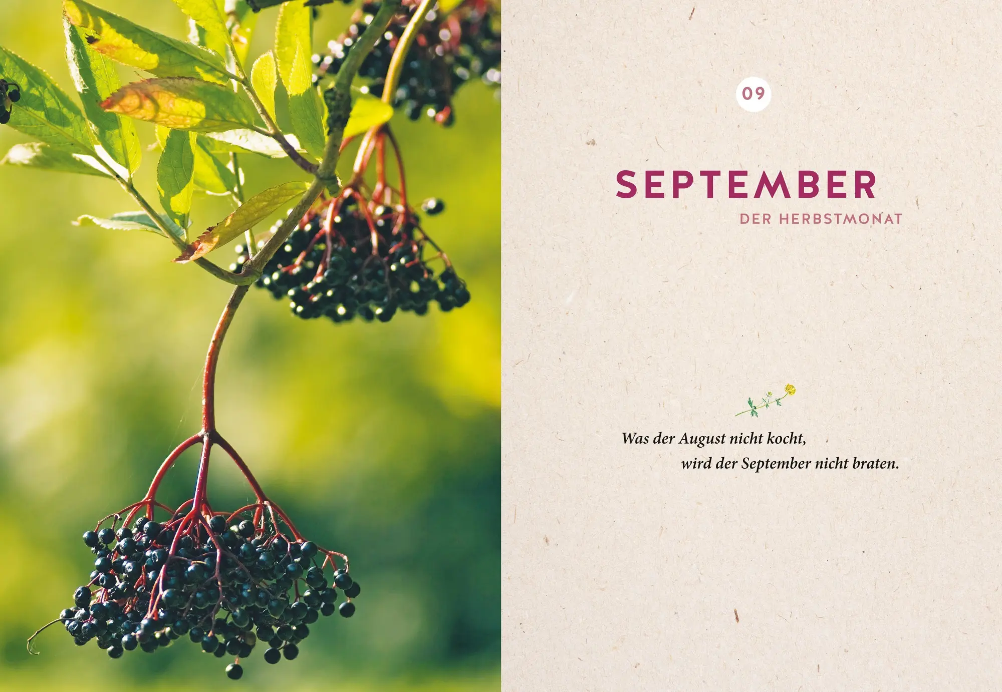 Bild: 9783758900235 | Mein Gartenkalender 2027 | Wolf-Dieter Storl | Buch | 224 S. | Deutsch