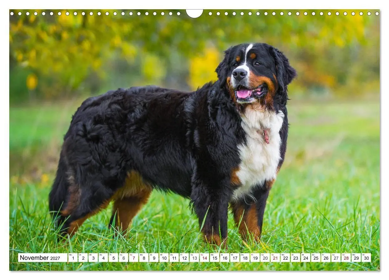 Bild: 9783569800335 | Faszinierende Schönheit Berner Sennenhund (Wandkalender 2027 DIN A3...