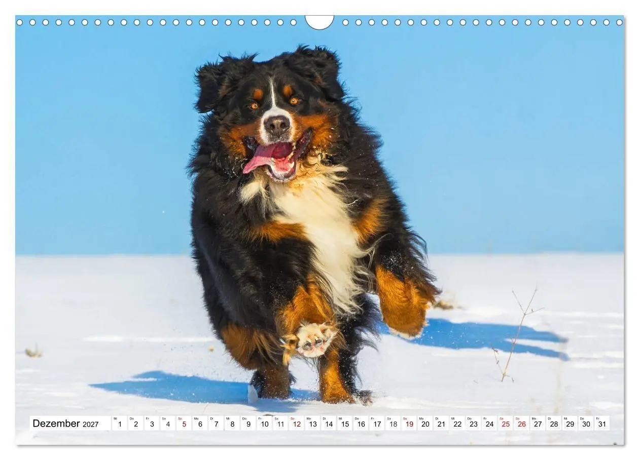 Bild: 9783569800335 | Faszinierende Schönheit Berner Sennenhund (Wandkalender 2027 DIN A3...