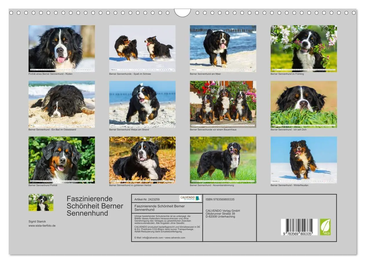 Bild: 9783569800335 | Faszinierende Schönheit Berner Sennenhund (Wandkalender 2027 DIN A3...