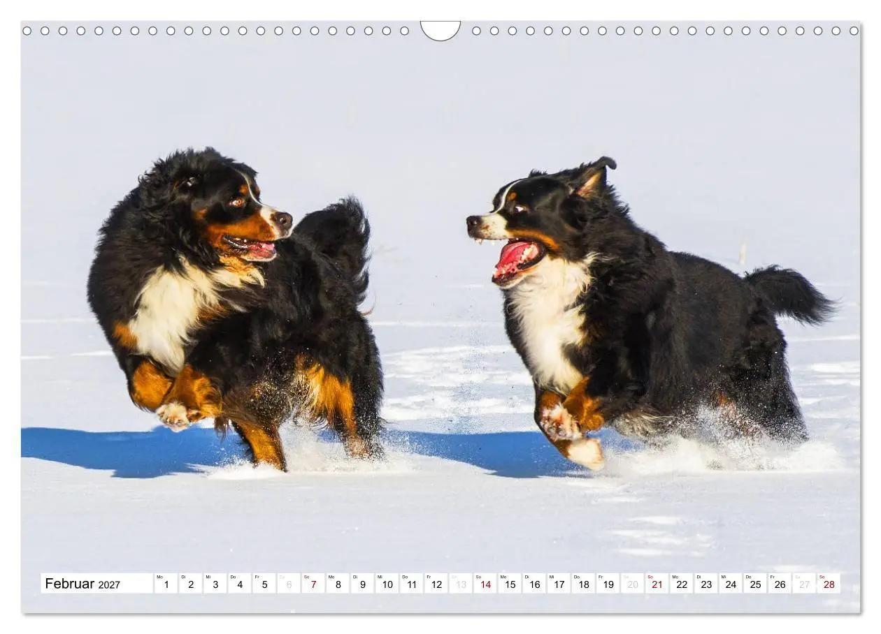 Bild: 9783569800335 | Faszinierende Schönheit Berner Sennenhund (Wandkalender 2027 DIN A3...