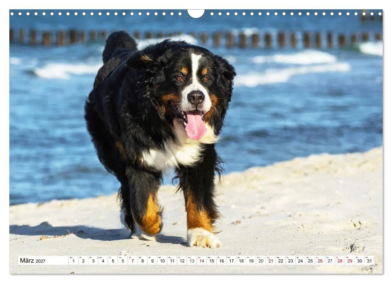 Bild: 9783569800335 | Faszinierende Schönheit Berner Sennenhund (Wandkalender 2027 DIN A3...
