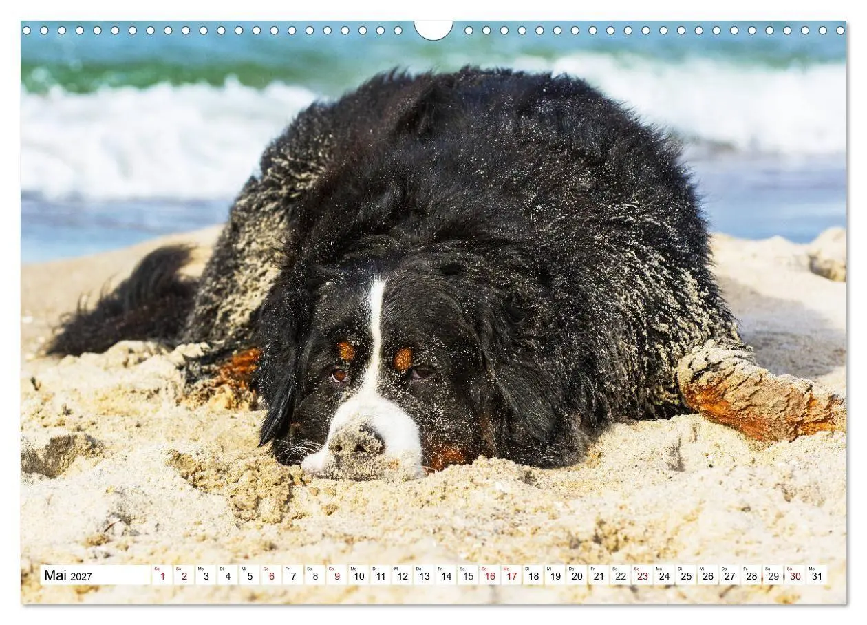 Bild: 9783569800335 | Faszinierende Schönheit Berner Sennenhund (Wandkalender 2027 DIN A3...