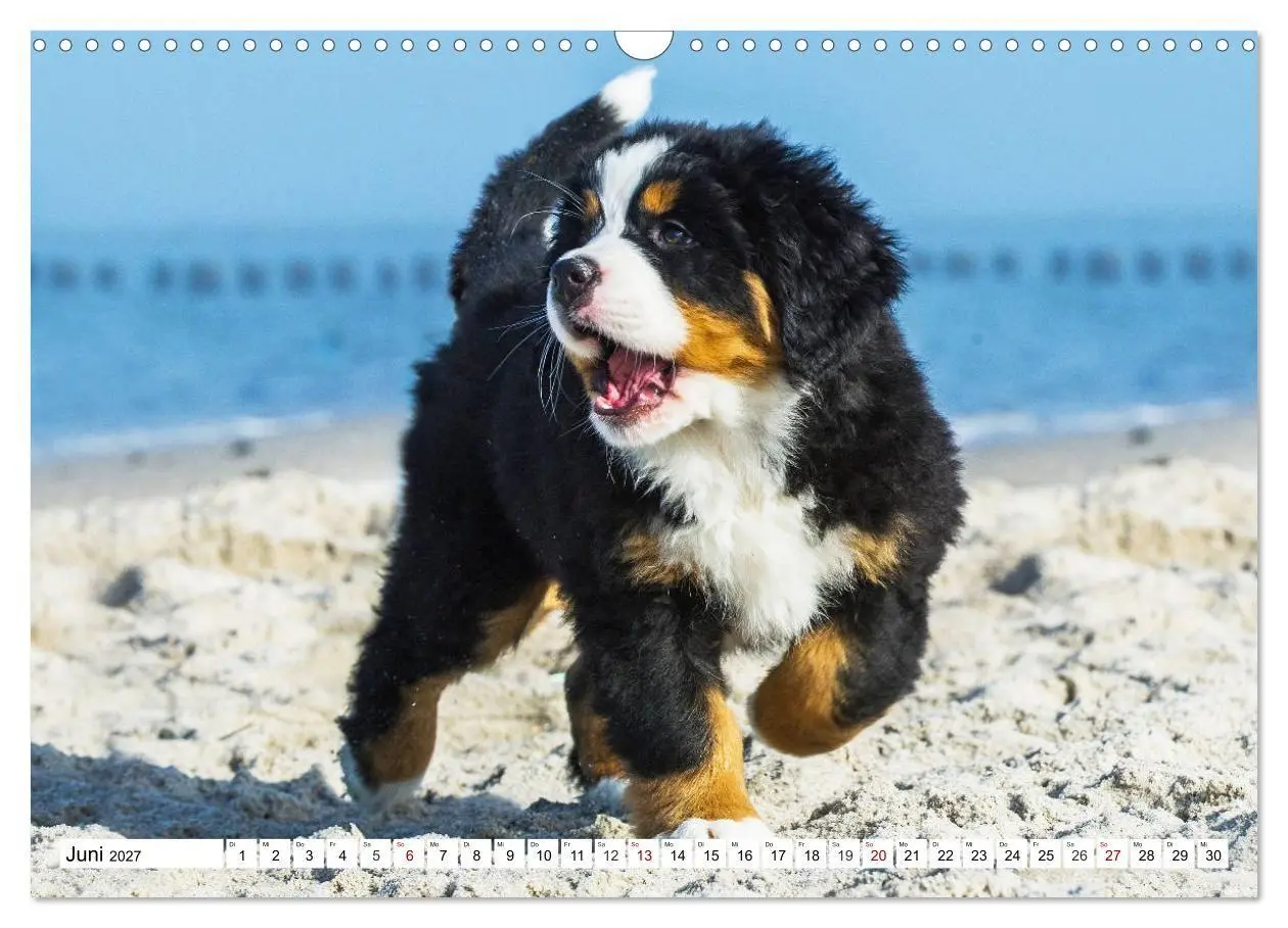 Bild: 9783569800335 | Faszinierende Schönheit Berner Sennenhund (Wandkalender 2027 DIN A3...