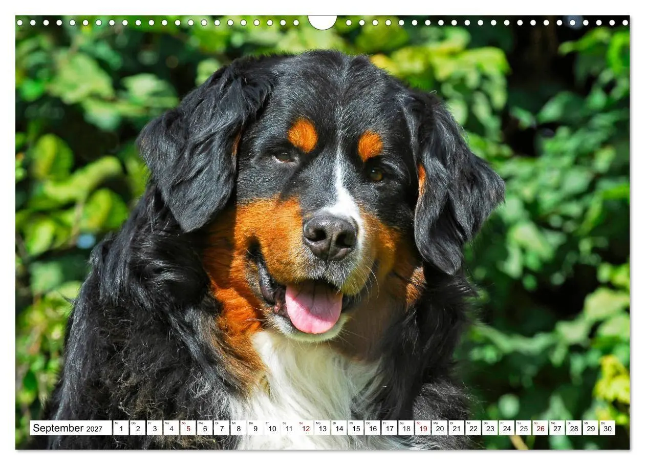 Bild: 9783569800335 | Faszinierende Schönheit Berner Sennenhund (Wandkalender 2027 DIN A3...