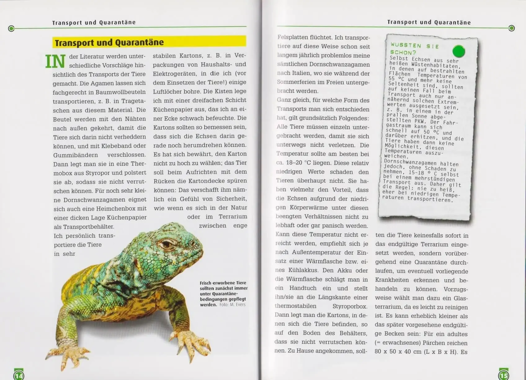 Bild: 9783866590335 | Die Bunte Dornschwanzagame | Uromastyx ornata | Michael Evers | Buch