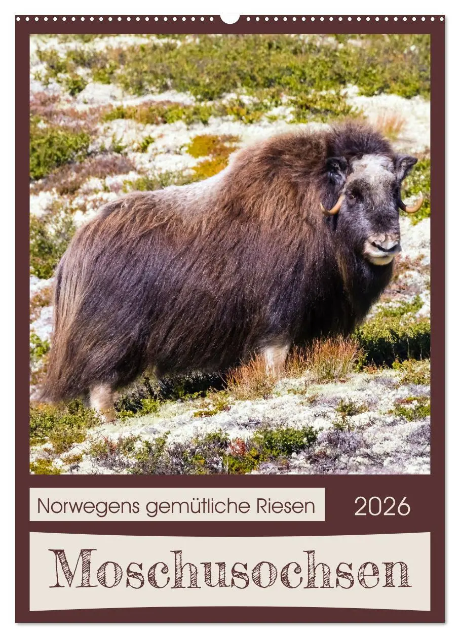 Cover: 9783516240535 | Moschusochsen - Norwegens gemütliche Riesen (Wandkalender 2026 DIN...