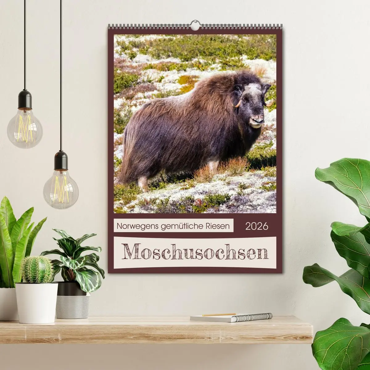 Bild: 9783516240535 | Moschusochsen - Norwegens gemütliche Riesen (Wandkalender 2026 DIN...