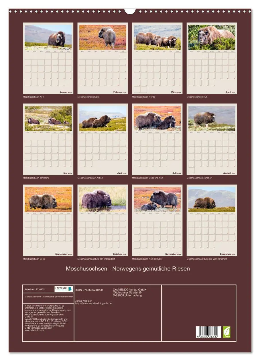 Bild: 9783516240535 | Moschusochsen - Norwegens gemütliche Riesen (Wandkalender 2026 DIN...