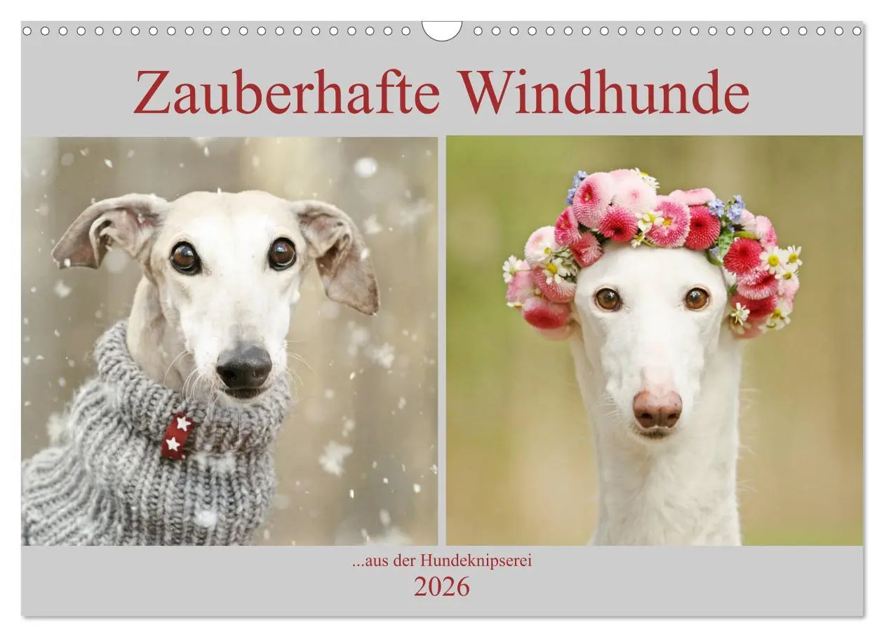 Cover: 9783457900635 | Zauberhafte Windhunde (Wandkalender 2026 DIN A3 quer), CALVENDO...